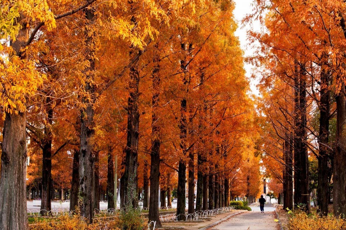 🌳 아이치현 삼림공원 (아이치켄 신린코엔) 이미지 7